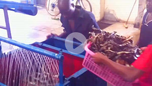 Cleaning Machine Running On Site one In Natural Rubber Primary Processing Production Line